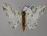  ( - BC ZSM Lep 59719)  @13 [ ] CreativeCommons - Attribution Non-Commercial Share-Alike (2011) Axel Hausmann/Bavarian State Collection of Zoology (ZSM) SNSB, Zoologische Staatssammlung Muenchen
