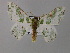  ( - BC ZSM Lep 59720)  @14 [ ] CreativeCommons - Attribution Non-Commercial Share-Alike (2011) Axel Hausmann/Bavarian State Collection of Zoology (ZSM) SNSB, Zoologische Staatssammlung Muenchen