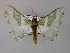  ( - BC ZSM Lep 59736)  @14 [ ] CreativeCommons - Attribution Non-Commercial Share-Alike (2011) Axel Hausmann/Bavarian State Collection of Zoology (ZSM) SNSB, Zoologische Staatssammlung Muenchen