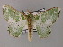  ( - BC ZSM Lep 59743)  @11 [ ] CreativeCommons - Attribution Non-Commercial Share-Alike (2011) Axel Hausmann/Bavarian State Collection of Zoology (ZSM) SNSB, Zoologische Staatssammlung Muenchen