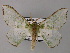  ( - BC ZSM Lep 59744)  @11 [ ] CreativeCommons - Attribution Non-Commercial Share-Alike (2011) Axel Hausmann/Bavarian State Collection of Zoology (ZSM) SNSB, Zoologische Staatssammlung Muenchen