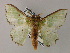  ( - BC ZSM Lep 59745)  @14 [ ] CreativeCommons - Attribution Non-Commercial Share-Alike (2011) Axel Hausmann/Bavarian State Collection of Zoology (ZSM) SNSB, Zoologische Staatssammlung Muenchen