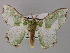  ( - BC ZSM Lep 59746)  @11 [ ] CreativeCommons - Attribution Non-Commercial Share-Alike (2011) Axel Hausmann/Bavarian State Collection of Zoology (ZSM) SNSB, Zoologische Staatssammlung Muenchen