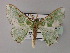  ( - BC ZSM Lep 59747)  @11 [ ] CreativeCommons - Attribution Non-Commercial Share-Alike (2011) Axel Hausmann/Bavarian State Collection of Zoology (ZSM) SNSB, Zoologische Staatssammlung Muenchen