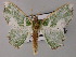  ( - BC ZSM Lep 59748)  @11 [ ] CreativeCommons - Attribution Non-Commercial Share-Alike (2011) Axel Hausmann/Bavarian State Collection of Zoology (ZSM) SNSB, Zoologische Staatssammlung Muenchen