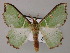  (Victoria albipicta - BC ZSM Lep 59750)  @14 [ ] CreativeCommons - Attribution Non-Commercial Share-Alike (2011) Axel Hausmann/Bavarian State Collection of Zoology (ZSM) SNSB, Zoologische Staatssammlung Muenchen