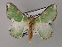 ( - BC ZSM Lep 59751)  @11 [ ] CreativeCommons - Attribution Non-Commercial Share-Alike (2011) Axel Hausmann/Bavarian State Collection of Zoology (ZSM) SNSB, Zoologische Staatssammlung Muenchen