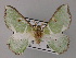  ( - BC ZSM Lep 59752)  @11 [ ] CreativeCommons - Attribution Non-Commercial Share-Alike (2011) Axel Hausmann/Bavarian State Collection of Zoology (ZSM) SNSB, Zoologische Staatssammlung Muenchen