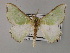  ( - BC ZSM Lep 59753)  @11 [ ] CreativeCommons - Attribution Non-Commercial Share-Alike (2011) Axel Hausmann/Bavarian State Collection of Zoology (ZSM) SNSB, Zoologische Staatssammlung Muenchen