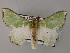  ( - BC ZSM Lep 59754)  @11 [ ] CreativeCommons - Attribution Non-Commercial Share-Alike (2011) Axel Hausmann/Bavarian State Collection of Zoology (ZSM) SNSB, Zoologische Staatssammlung Muenchen