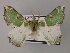 ( - BC ZSM Lep 59755)  @11 [ ] CreativeCommons - Attribution Non-Commercial Share-Alike (2011) Axel Hausmann/Bavarian State Collection of Zoology (ZSM) SNSB, Zoologische Staatssammlung Muenchen