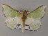  ( - BC ZSM Lep 59756)  @11 [ ] CreativeCommons - Attribution Non-Commercial Share-Alike (2011) Axel Hausmann/Bavarian State Collection of Zoology (ZSM) SNSB, Zoologische Staatssammlung Muenchen