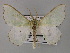  ( - BC ZSM Lep 59757)  @11 [ ] CreativeCommons - Attribution Non-Commercial Share-Alike (2011) Axel Hausmann/Bavarian State Collection of Zoology (ZSM) SNSB, Zoologische Staatssammlung Muenchen
