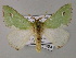  (Victoria BOLD:AAP3896 - BC ZSM Lep 59759)  @14 [ ] CreativeCommons - Attribution Non-Commercial Share-Alike (2011) Axel Hausmann/Bavarian State Collection of Zoology (ZSM) SNSB, Zoologische Staatssammlung Muenchen