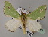  ( - BC ZSM Lep 59760)  @14 [ ] CreativeCommons - Attribution Non-Commercial Share-Alike (2011) Axel Hausmann/Bavarian State Collection of Zoology (ZSM) SNSB, Zoologische Staatssammlung Muenchen