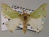  ( - BC ZSM Lep 59761)  @11 [ ] CreativeCommons - Attribution Non-Commercial Share-Alike (2011) Axel Hausmann/Bavarian State Collection of Zoology (ZSM) SNSB, Zoologische Staatssammlung Muenchen