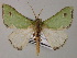  ( - BC ZSM Lep 59762)  @11 [ ] CreativeCommons - Attribution Non-Commercial Share-Alike (2011) Axel Hausmann/Bavarian State Collection of Zoology (ZSM) SNSB, Zoologische Staatssammlung Muenchen