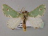  ( - BC ZSM Lep 59763)  @11 [ ] CreativeCommons - Attribution Non-Commercial Share-Alike (2011) Axel Hausmann/Bavarian State Collection of Zoology (ZSM) SNSB, Zoologische Staatssammlung Muenchen