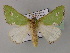  ( - BC ZSM Lep 59764)  @14 [ ] CreativeCommons - Attribution Non-Commercial Share-Alike (2011) Axel Hausmann/Bavarian State Collection of Zoology (ZSM) SNSB, Zoologische Staatssammlung Muenchen