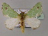  ( - BC ZSM Lep 59765)  @14 [ ] CreativeCommons - Attribution Non-Commercial Share-Alike (2011) Axel Hausmann/Bavarian State Collection of Zoology (ZSM) SNSB, Zoologische Staatssammlung Muenchen