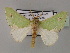  ( - BC ZSM Lep 59766)  @14 [ ] CreativeCommons - Attribution Non-Commercial Share-Alike (2011) Axel Hausmann/Bavarian State Collection of Zoology (ZSM) SNSB, Zoologische Staatssammlung Muenchen