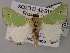  ( - BC ZSM Lep 59767)  @11 [ ] CreativeCommons - Attribution Non-Commercial Share-Alike (2011) Axel Hausmann/Bavarian State Collection of Zoology (ZSM) SNSB, Zoologische Staatssammlung Muenchen