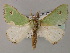  ( - BC ZSM Lep 59768)  @11 [ ] CreativeCommons - Attribution Non-Commercial Share-Alike (2011) Axel Hausmann/Bavarian State Collection of Zoology (ZSM) SNSB, Zoologische Staatssammlung Muenchen