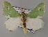  ( - BC ZSM Lep 59769)  @14 [ ] CreativeCommons - Attribution Non-Commercial Share-Alike (2011) Axel Hausmann/Bavarian State Collection of Zoology (ZSM) SNSB, Zoologische Staatssammlung Muenchen