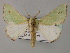  ( - BC ZSM Lep 59770)  @11 [ ] CreativeCommons - Attribution Non-Commercial Share-Alike (2011) Axel Hausmann/Bavarian State Collection of Zoology (ZSM) SNSB, Zoologische Staatssammlung Muenchen