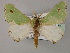  ( - BC ZSM Lep 59771)  @11 [ ] CreativeCommons - Attribution Non-Commercial Share-Alike (2011) Axel Hausmann/Bavarian State Collection of Zoology (ZSM) SNSB, Zoologische Staatssammlung Muenchen