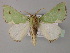  ( - BC ZSM Lep 59772)  @11 [ ] CreativeCommons - Attribution Non-Commercial Share-Alike (2011) Axel Hausmann/Bavarian State Collection of Zoology (ZSM) SNSB, Zoologische Staatssammlung Muenchen