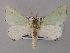  ( - BC ZSM Lep 59773)  @11 [ ] CreativeCommons - Attribution Non-Commercial Share-Alike (2011) Axel Hausmann/Bavarian State Collection of Zoology (ZSM) SNSB, Zoologische Staatssammlung Muenchen