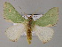  ( - BC ZSM Lep 59774)  @14 [ ] CreativeCommons - Attribution Non-Commercial Share-Alike (2011) Axel Hausmann/Bavarian State Collection of Zoology (ZSM) SNSB, Zoologische Staatssammlung Muenchen