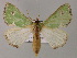  ( - BC ZSM Lep 59775)  @14 [ ] CreativeCommons - Attribution Non-Commercial Share-Alike (2011) Axel Hausmann/Bavarian State Collection of Zoology (ZSM) SNSB, Zoologische Staatssammlung Muenchen