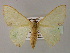  ( - BC ZSM Lep 59778)  @14 [ ] CreativeCommons - Attribution Non-Commercial Share-Alike (2011) Axel Hausmann/Bavarian State Collection of Zoology (ZSM) SNSB, Zoologische Staatssammlung Muenchen