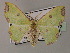  ( - BC ZSM Lep 59782)  @11 [ ] CreativeCommons - Attribution Non-Commercial Share-Alike (2011) Axel Hausmann/Bavarian State Collection of Zoology (ZSM) SNSB, Zoologische Staatssammlung Muenchen