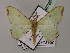  ( - BC ZSM Lep 59785)  @11 [ ] CreativeCommons - Attribution Non-Commercial Share-Alike (2011) Axel Hausmann/Bavarian State Collection of Zoology (ZSM) SNSB, Zoologische Staatssammlung Muenchen