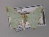  ( - BC ZSM Lep 59786)  @11 [ ] CreativeCommons - Attribution Non-Commercial Share-Alike (2011) Axel Hausmann/Bavarian State Collection of Zoology (ZSM) SNSB, Zoologische Staatssammlung Muenchen