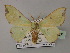  ( - BC ZSM Lep 59787)  @11 [ ] CreativeCommons - Attribution Non-Commercial Share-Alike (2011) Axel Hausmann/Bavarian State Collection of Zoology (ZSM) SNSB, Zoologische Staatssammlung Muenchen