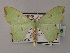  ( - BC ZSM Lep 59788)  @11 [ ] CreativeCommons - Attribution Non-Commercial Share-Alike (2011) Axel Hausmann/Bavarian State Collection of Zoology (ZSM) SNSB, Zoologische Staatssammlung Muenchen