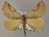  ( - BC ZSM Lep 59790)  @12 [ ] CreativeCommons - Attribution Non-Commercial Share-Alike (2011) Axel Hausmann/Bavarian State Collection of Zoology (ZSM) SNSB, Zoologische Staatssammlung Muenchen