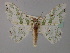  ( - BC ZSM Lep 60097)  @11 [ ] CreativeCommons - Attribution Non-Commercial Share-Alike (2011) Axel Hausmann/Bavarian State Collection of Zoology (ZSM) SNSB, Zoologische Staatssammlung Muenchen