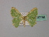  ( - BC ZSM Lep 60132)  @11 [ ] CreativeCommons - Attribution Non-Commercial Share-Alike (2011) Axel Hausmann/Bavarian State Collection of Zoology (ZSM) SNSB, Zoologische Staatssammlung Muenchen