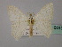 ( - BC ZSM Lep 60137)  @11 [ ] CreativeCommons - Attribution Non-Commercial Share-Alike (2011) Axel Hausmann/Bavarian State Collection of Zoology (ZSM) SNSB, Zoologische Staatssammlung Muenchen