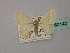  (Mixocera AH01 - BC ZSM Lep 60142)  @11 [ ] CreativeCommons - Attribution Non-Commercial Share-Alike (2011) Axel Hausmann/Bavarian State Collection of Zoology (ZSM) SNSB, Zoologische Staatssammlung Muenchen