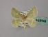  ( - BC ZSM Lep 60148)  @11 [ ] CreativeCommons - Attribution Non-Commercial Share-Alike (2011) Axel Hausmann/Bavarian State Collection of Zoology (ZSM) SNSB, Zoologische Staatssammlung Muenchen