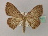  (Epicosymbia AH02 - BC ZSM Lep 60174)  @11 [ ] CreativeCommons - Attribution Non-Commercial Share-Alike (2011) Axel Hausmann/Bavarian State Collection of Zoology (ZSM) SNSB, Zoologische Staatssammlung Muenchen