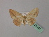  (Scopula AH08 - BC ZSM Lep 60181)  @11 [ ] CreativeCommons - Attribution Non-Commercial Share-Alike (2011) Axel Hausmann/Bavarian State Collection of Zoology (ZSM) SNSB, Zoologische Staatssammlung Muenchen