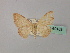  (Scopula AH09 - BC ZSM Lep 60183)  @11 [ ] CreativeCommons - Attribution Non-Commercial Share-Alike (2011) Axel Hausmann/Bavarian State Collection of Zoology (ZSM) SNSB, Zoologische Staatssammlung Muenchen