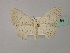  ( - BC ZSM Lep 60184)  @12 [ ] CreativeCommons - Attribution Non-Commercial Share-Alike (2011) Axel Hausmann/Bavarian State Collection of Zoology (ZSM) SNSB, Zoologische Staatssammlung Muenchen